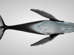 humpback whale with octane support 3D-Modell
