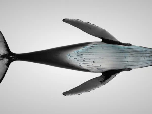 humpback whale with octane support 3D Model