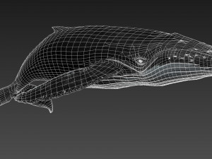 humpback whale with octane support 3D-Modell