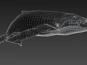humpback whale with octane support 3D Model