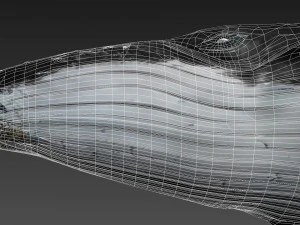 humpback whale with octane support 3D Model