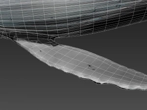humpback whale with octane support 3D Model