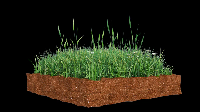 grass 3D Model .c4d .max .obj .3ds .fbx .stl .blend 