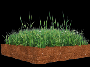 grass 3D Model