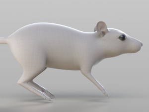 realistic rat 3D Model