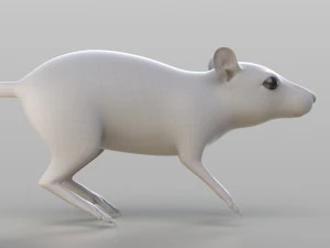 realistic rat 3D Model