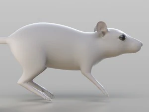 realistic rat 3D Model