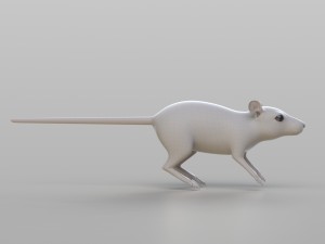 realistic rat 3D Model