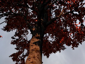 mesh tree Model 3D