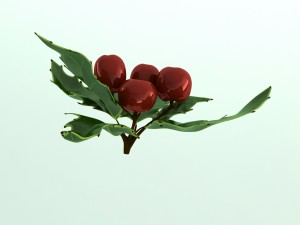 mistletoe sprig holly 3D Model