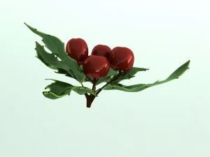 mistletoe sprig holly 3D Model
