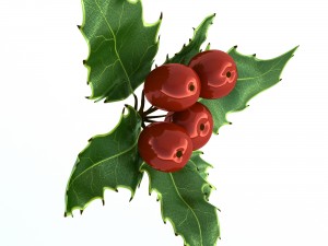 mistletoe sprig holly 3D Model