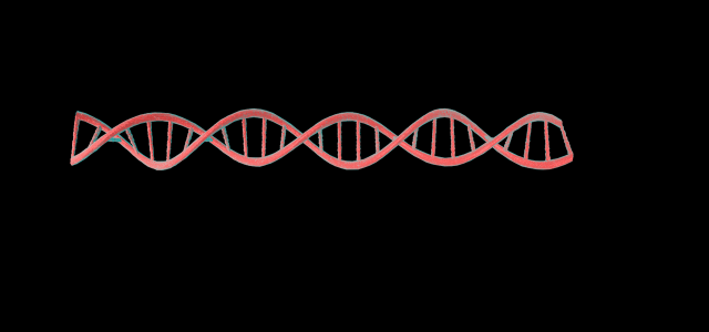 dna 3D Model .c4d .max .obj .3ds .fbx .stl .blend 