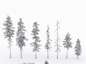 conifer pine tree pack 01 3D-Modell