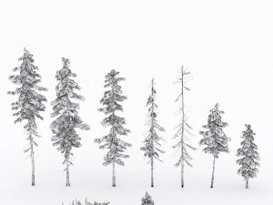 conifer pine tree pack 01 3D Model