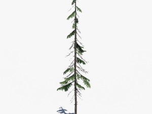 conifer pine tree pack 01 3D-Modell