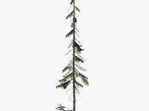 conifer pine tree pack 01 3D Model