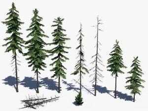 conifer pine tree pack 01 3D Model