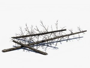 conifer pine tree pack 01 3D Model
