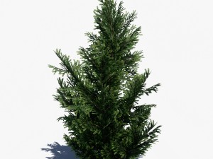 conifer pine tree pack 01 3D-Modell
