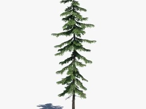 conifer pine tree pack 01 3D Model
