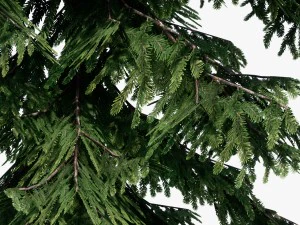 conifer pine tree pack 01 3D Model