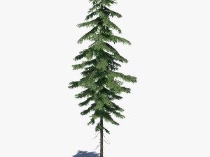 conifer pine tree pack 01 3D-Modell