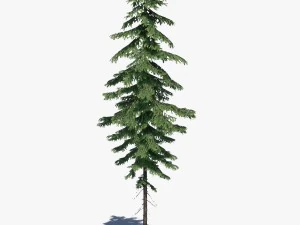 conifer pine tree pack 01 3D Model