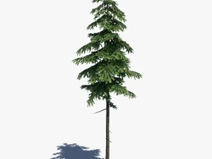 conifer pine tree pack 01 3D Model