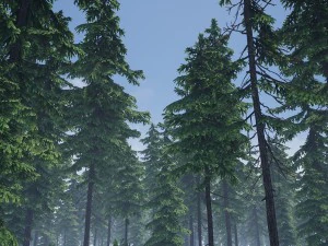 conifer pine tree pack 01 3D Model