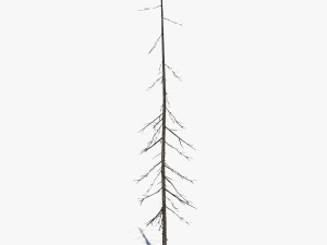 conifer pine tree pack 01 3D-Modell