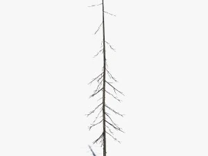 conifer pine tree pack 01 3D Model