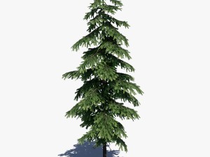 conifer pine tree pack 01 3D-Modell