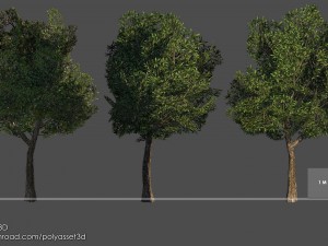 mango tree pack Modelo 3D