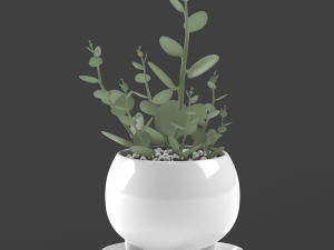 xerosicyos danguyi 3D 모델