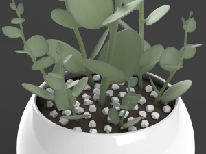 xerosicyos danguyi 3D Model