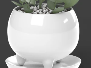 xerosicyos danguyi 3D Model