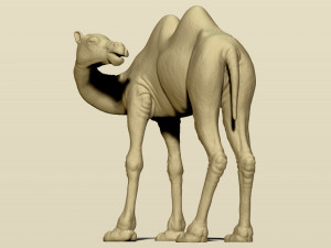 camel bactrian 3Dプリントモデル