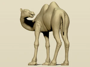 bakteria unta Model Cetak 3D