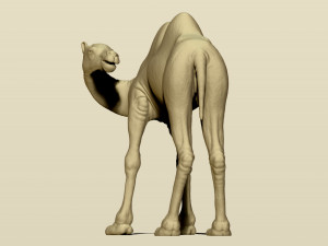 camel bactrian Modello di stampa 3D