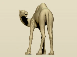 camel bactrian 3D Print Model