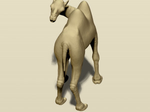 camel bactrian Modello di stampa 3D