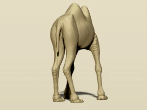 camel bactrian 3D Print Model