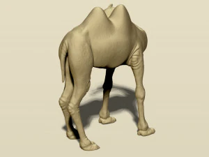 camel bactrian 3D Print Model