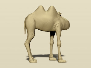 camel bactrian Modello di stampa 3D