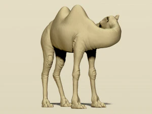 camel bactrian 3D Print Model