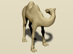 camel bactrian Modello di stampa 3D