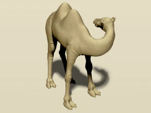 camel bactrian 3D Print Model