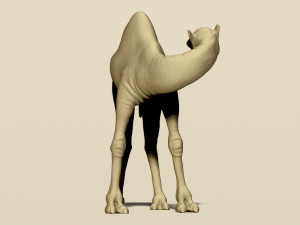 camel bactrian Modello di stampa 3D