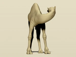 camel bactrian 3D Print Model